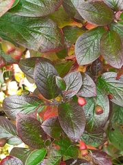 Cotoneaster lucidus
