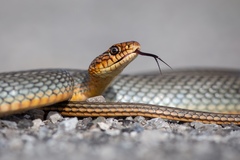 Large Whip Snake photo 2