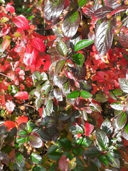Cotoneaster lucidus