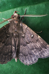 Adrapsa ablualis