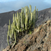 Euphorbia - Photo (c) Cayambe, μερικά δικαιώματα διατηρούνται (CC BY-SA)