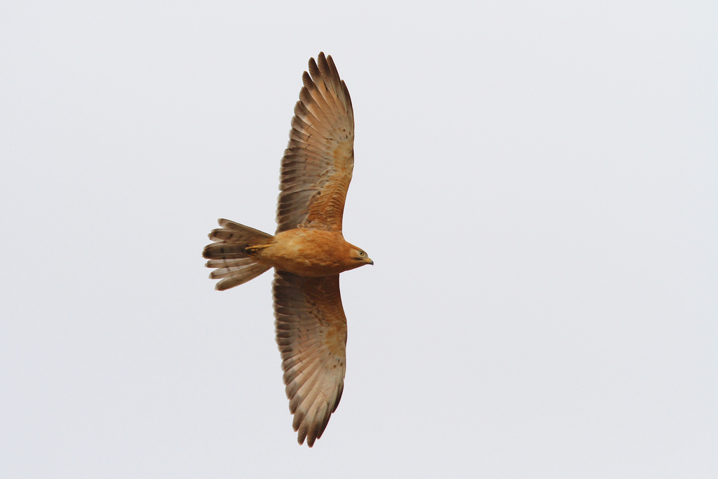 Grasshopper Buzzard