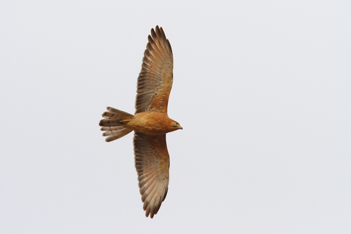 Grasshopper Buzzard