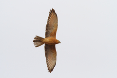 Grasshopper Buzzard photo 1