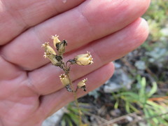 Silene jeniseensis