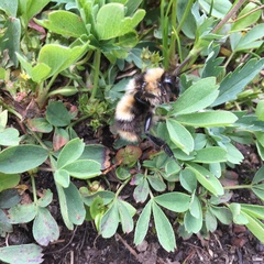 Bombus kirbiellus