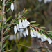 Styphelia pendula - Photo (c) Jean and Fred, algunos derechos reservados (CC BY)
