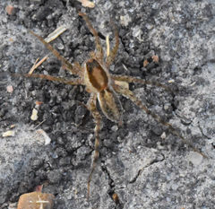 Pardosa delicatula