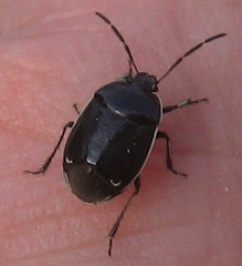 Sehirus cinctus albonotatus