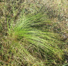 Stipa tirsa