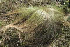 Stipa tirsa