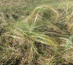 Stipa tirsa