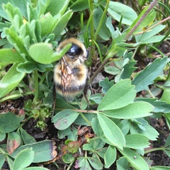 Bombus kirbiellus