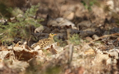 Pterocles quadricinctus