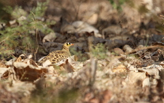 Pterocles quadricinctus