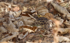 Pterocles quadricinctus