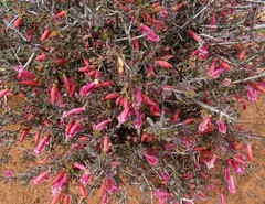 Eremophila maculata