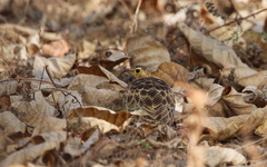 Pterocles quadricinctus
