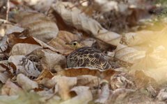 Pterocles quadricinctus