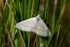 Scopula lydia