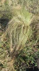 Stipa tirsa