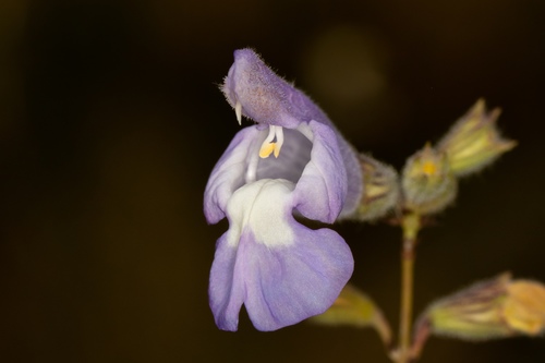 Salvia brachyodon · iNaturalist