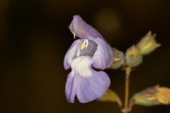 Salvia brachyodon