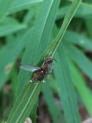 Entomophthorales