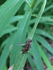 Entomophthorales