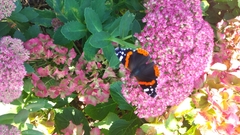 Vanessa atalanta