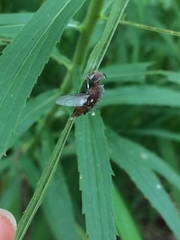Entomophthorales