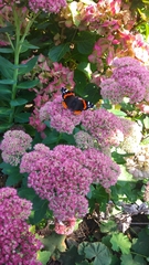 Vanessa atalanta