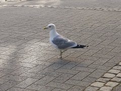 Larus canus