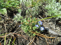 Gentiana squarrosa