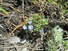 Gentiana squarrosa