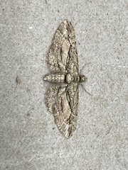 Eupithecia phoeniceata