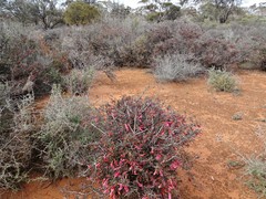Eremophila maculata