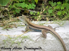 Pholidoscelis chrysolaemus