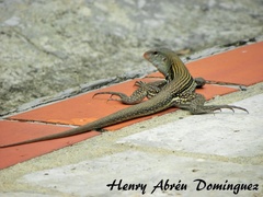 Pholidoscelis chrysolaemus