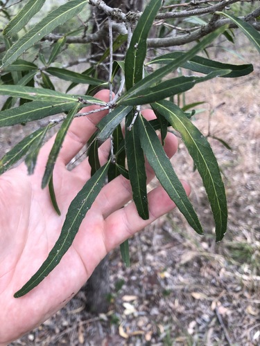 Image of Denhamia pittosporoides by no rights reserved