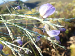 Psoralea pullata