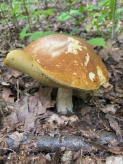 Boletus gertrudiae