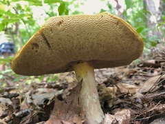 Boletus gertrudiae