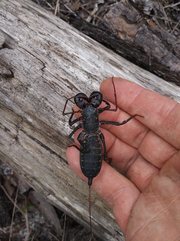 Florida vinegaroon