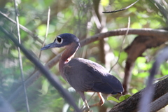 Gorsachius leuconotus