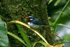 Myiagra castaneigularis