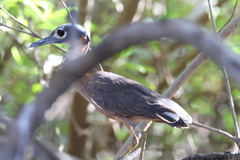 Gorsachius leuconotus
