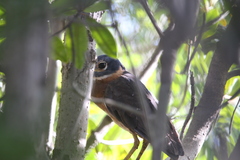 Gorsachius leuconotus