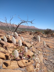 Ptilotus nobilis