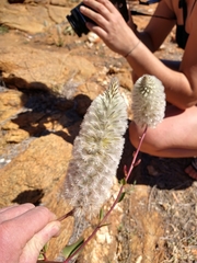 Ptilotus nobilis